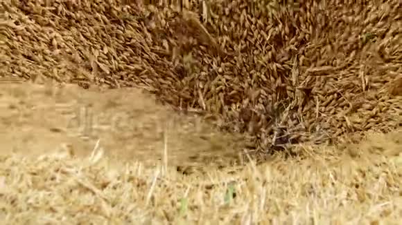 奶奶干粮玉米吃的小麦农业文化特写视频的预览图