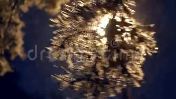 雪树枝落视频的预览图
