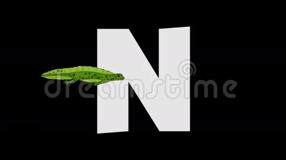字母N和Newt前景视频的预览图