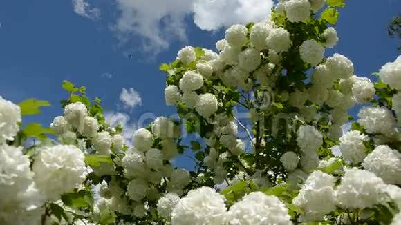充满活力的白色花朵和风视频的预览图