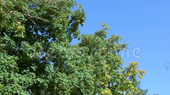 秋天的树在蓝天的背景上视频的预览图