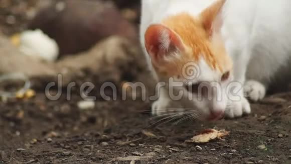 流浪猫清除后院里扔的食物视频的预览图