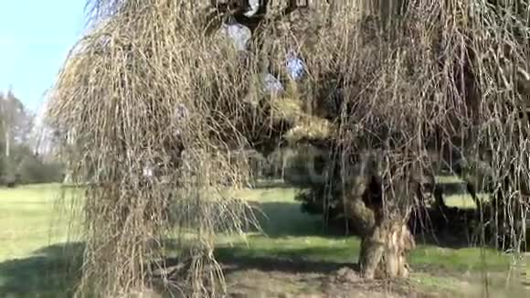 古老的春天树木视频的预览图