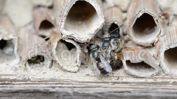 春季在昆虫旅馆交配的野生单生蜜蜂视频的预览图