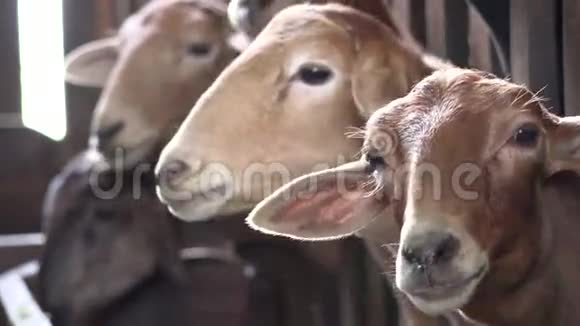 绵羊羔羊牲畜农场动物视频的预览图