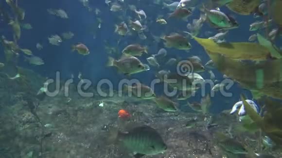 在水族馆里游泳的鱼视频的预览图