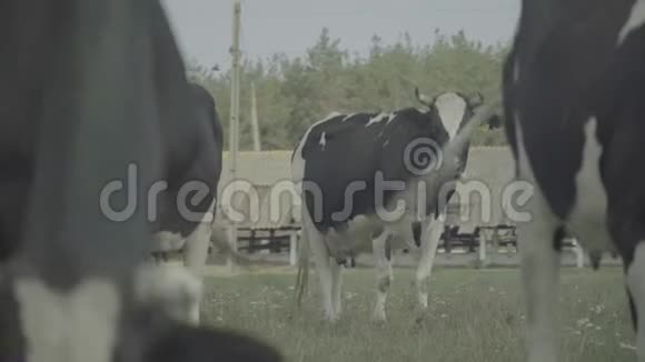奶牛奶牛在农场的牧场里视频的预览图