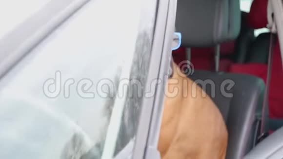 义和团狗坐在驾驶座上视频的预览图