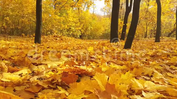 秋天公园落叶公园大自然视频的预览图