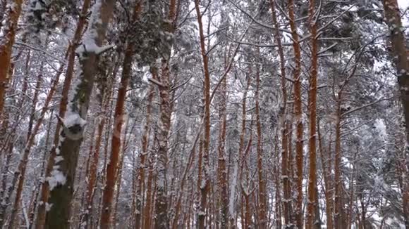 飞越冬松树森林视频的预览图