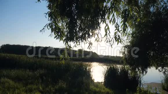 池塘与芦苇自然野生日落生活方式景观阳光有芦苇的湖泊大自然俄罗斯视频的预览图