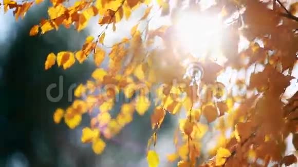 阳光透过黄色的叶子闪闪发光金色的秋天视频的预览图