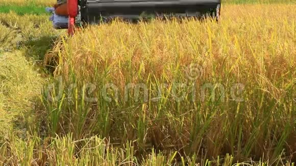 农民在田里用机器收割水稻视频的预览图