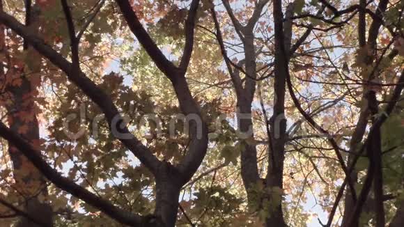 枫叶从低角度平底锅视频的预览图