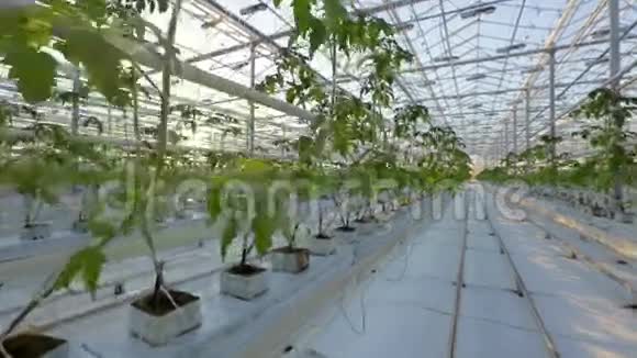 一个大温室很多长排的植物视频的预览图