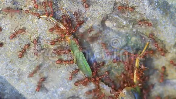 蚂蚁队试图移动一只死蚱蜢视频的预览图