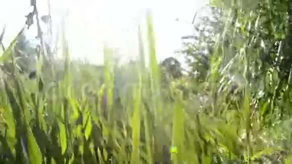 日出时在森林附近的草地上的草地视频的预览图