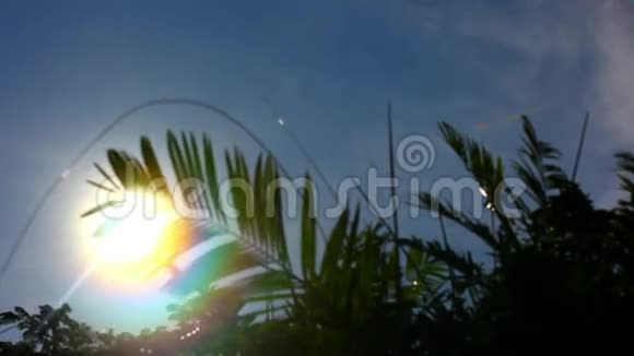 棕榈叶在太阳面前随风移动视频的预览图