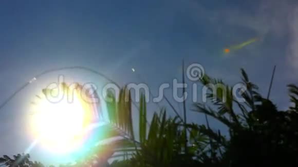 棕榈叶在太阳面前随风移动视频的预览图