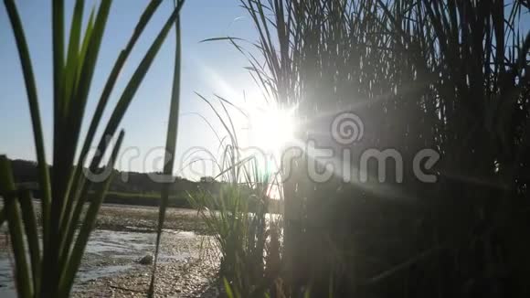 池塘有芦苇自然野日落景观阳光有芦苇生活方式的湖泊自然俄罗斯湖面日落视频的预览图