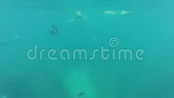 一群鱼和珊瑚礁视频的预览图