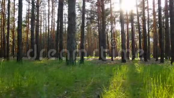 森林植物自然太阳视频的预览图