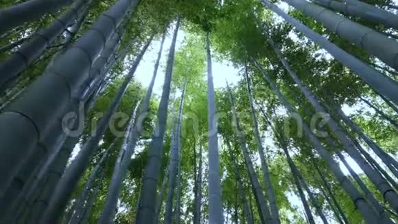 穿过日本的竹林视频的预览图