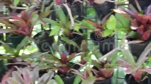 植物盆栽的垂直绿墙视频的预览图