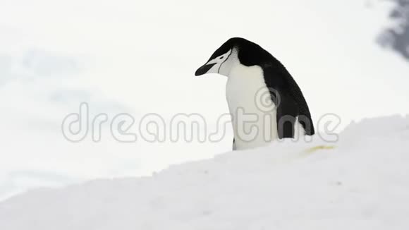 在雪地上爬企鹅视频的预览图