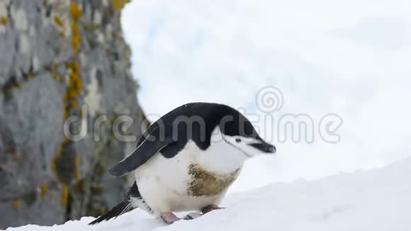 雪上的企鹅视频的预览图
