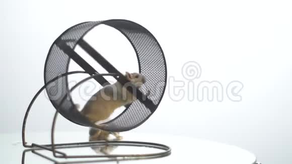鼠标在车轮中运行在背景中还有一个慢动作视频的预览图