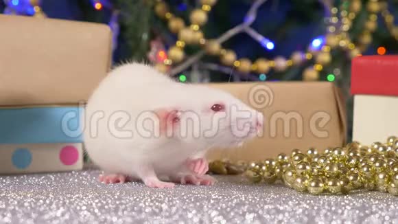 圣诞树和礼物背景上的小白鼠中国日历上的2020年动物符号视频的预览图