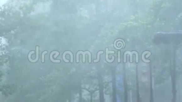 刮风和雨的树木视频的预览图