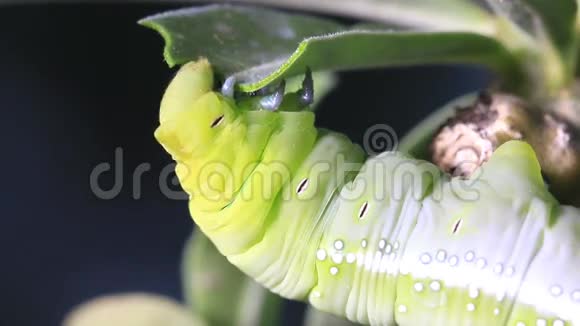 毛毛虫绿虫在吃树叶视频的预览图