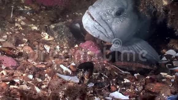 白海海底的柳叶刀鱼鲶鱼视频的预览图
