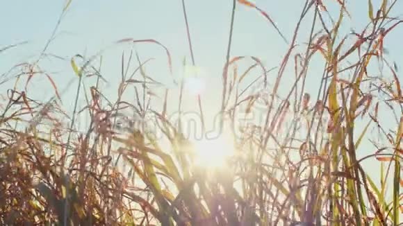 秋天的草和太阳视频的预览图