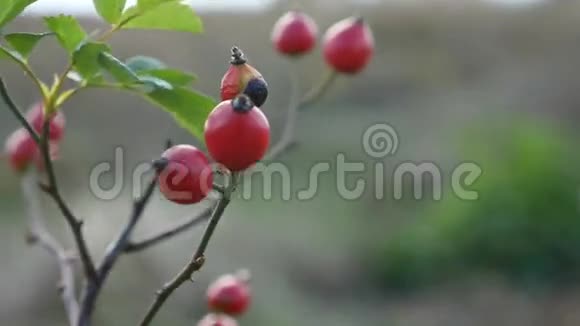 灌木枝自然树上的红色玫瑰浆果视频的预览图