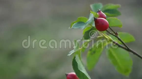 红玫瑰果浆果在树丛中的枝状自然视频的预览图