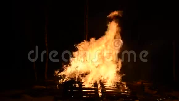 冬夜白桦林中大量篝火视频的预览图