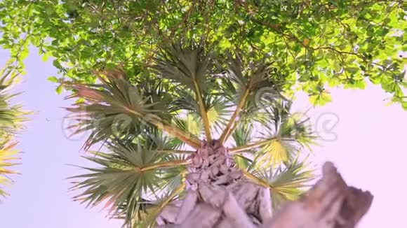 天空和海洋背景上的棕榈树视频的预览图