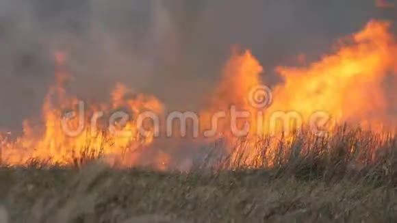 草原上巨大的自然风暴火焰森林大火燃烧干草视频的预览图