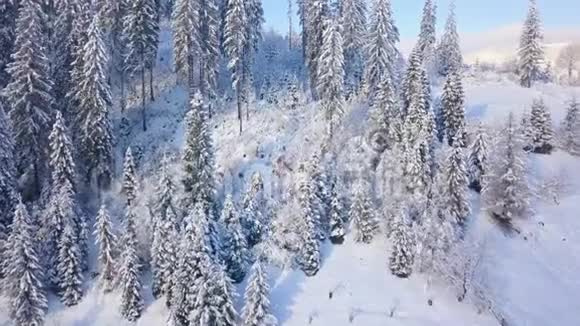 飞越雪山针叶林晴朗晴朗的霜冻天气视频的预览图