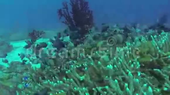 菲律宾珊瑚礁和热带鱼类视频的预览图