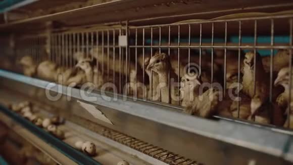 鹌鹑鸟场蛋笼有机动物家禽视频的预览图