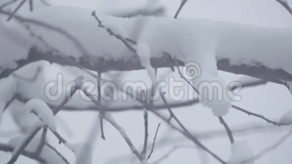 冬天在雪地里的树枝视频的预览图