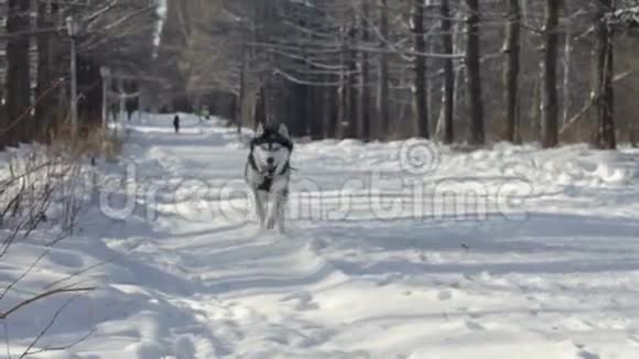 西伯利亚哈士奇在雪地里奔跑视频的预览图