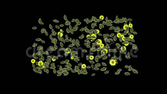 四叶草黄色雏菊植物植被叶片背景视频的预览图