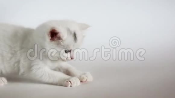 白色毛茸茸的小猫玩得很开心视频的预览图