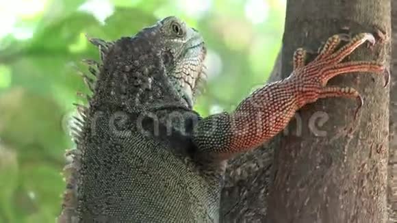 鬣蜥爬行动物野生动物视频的预览图