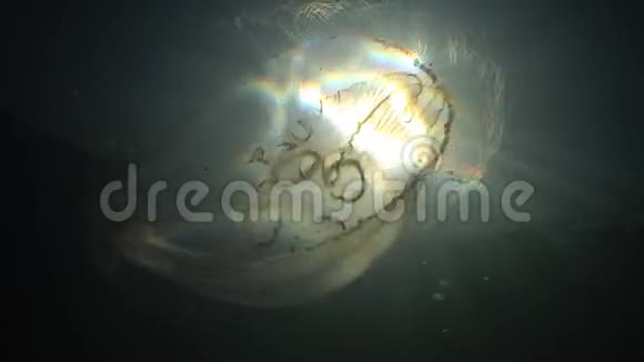 漂浮在水柱中的水母奥雷利亚视频的预览图